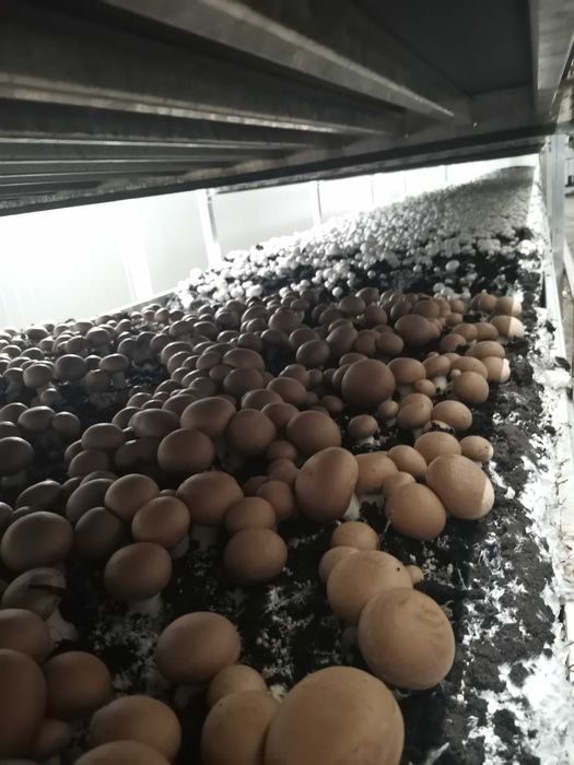 Выращивание шампиньонов