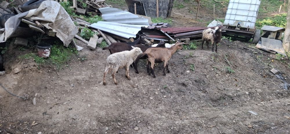 3 iedute de vanzare