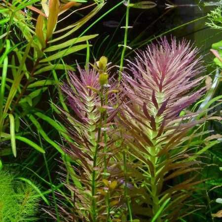 Лимнофила ароматика