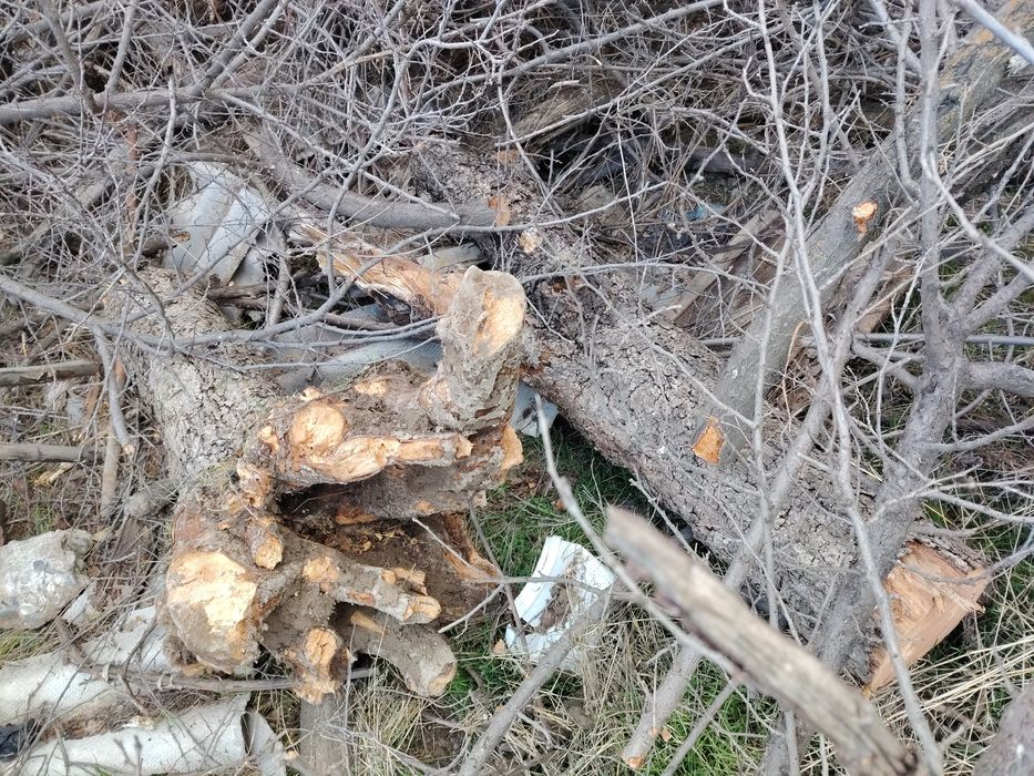 O‘tin sotiladi kirgilida