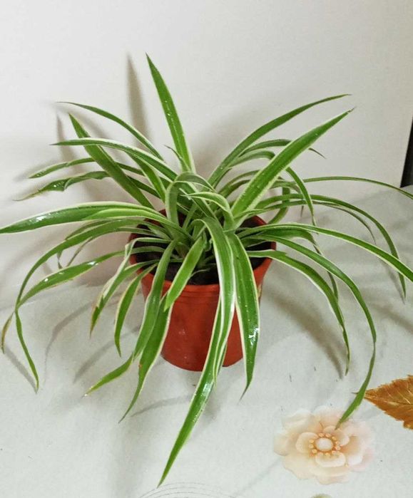 Продам. Хлорофитум. Мощный очиститель воздуха.