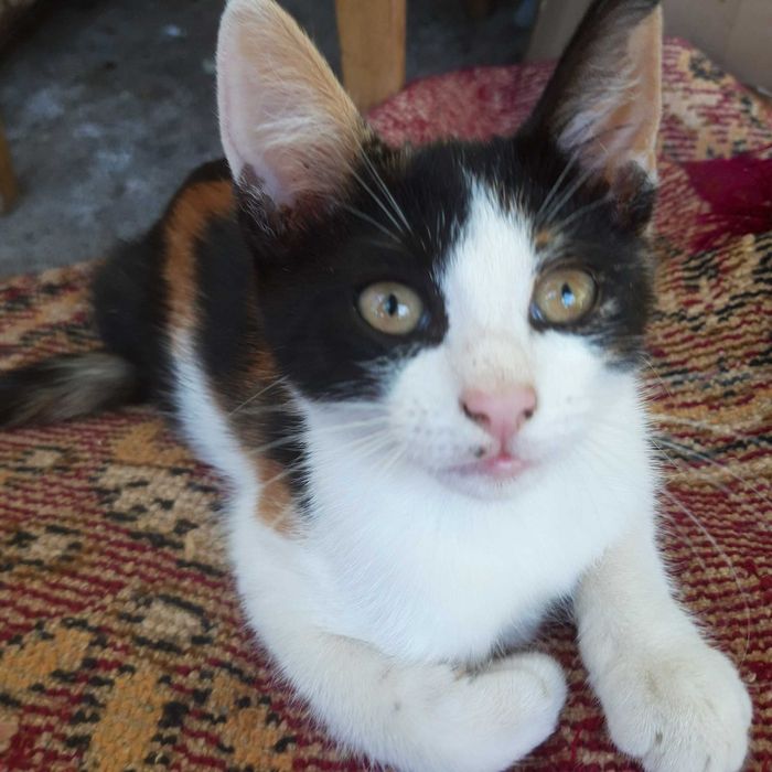 Подарявам котенца