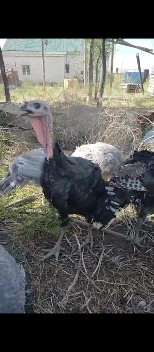 Үндіктер российский 30 бас бар