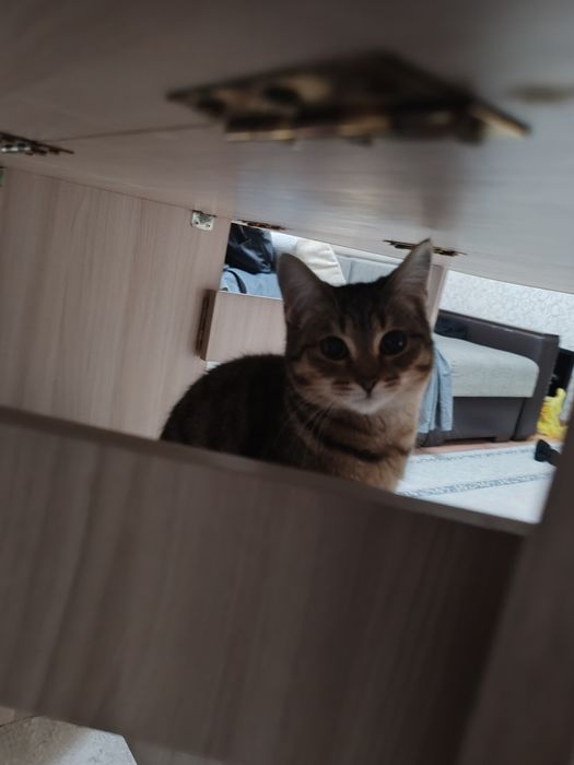 Кот в добрые и теплые руки