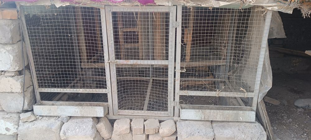 Катак, клетка сотилади