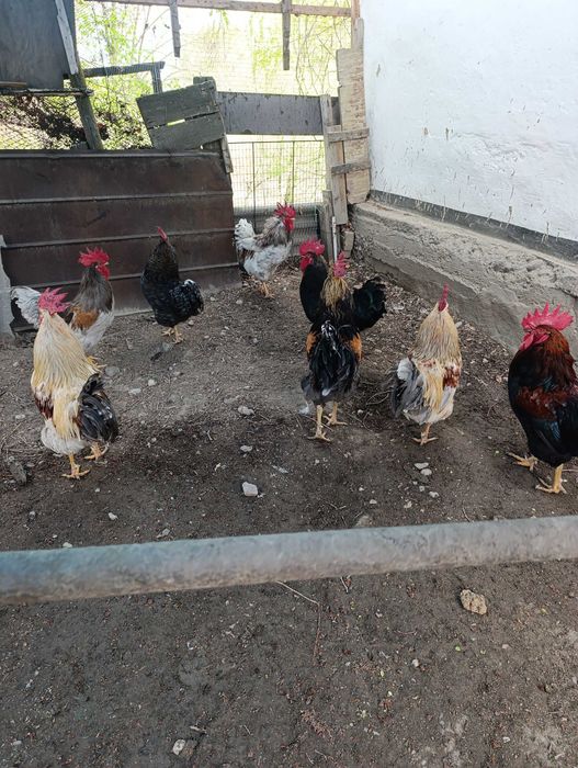 Продаются домашние петухи