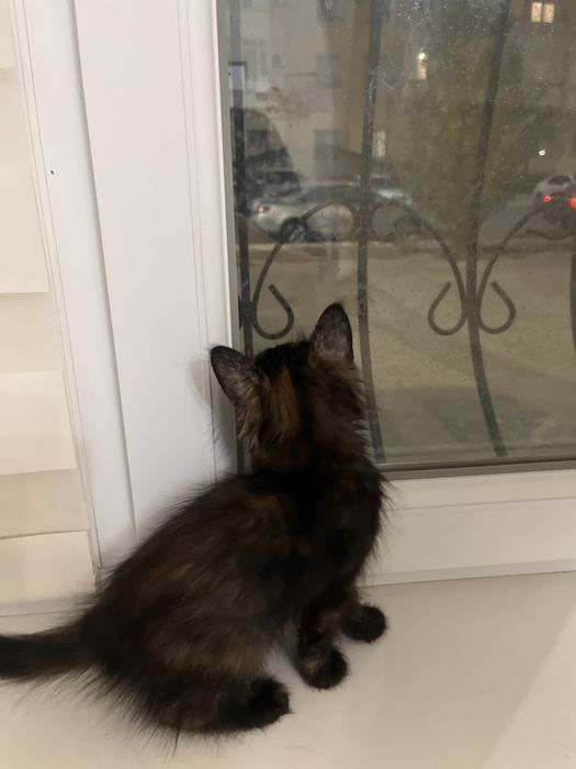 Үш түсті марғау 2 айлық