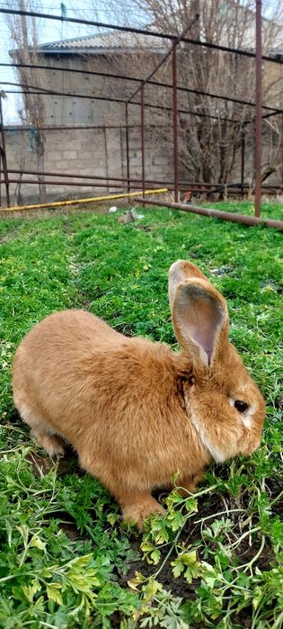 Кролик бургун самец
