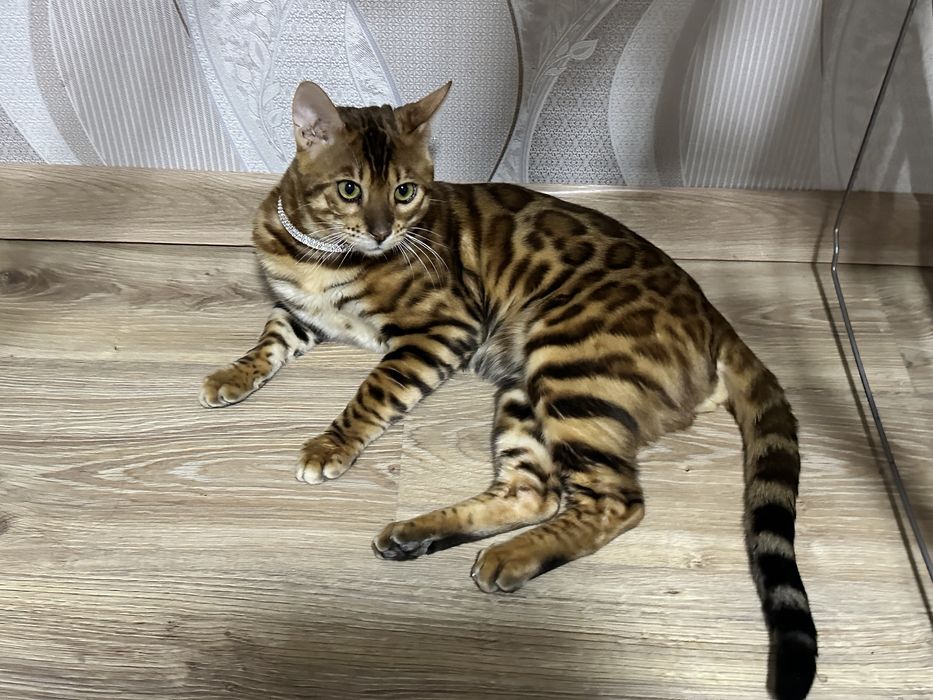 Продается бенгальского кота