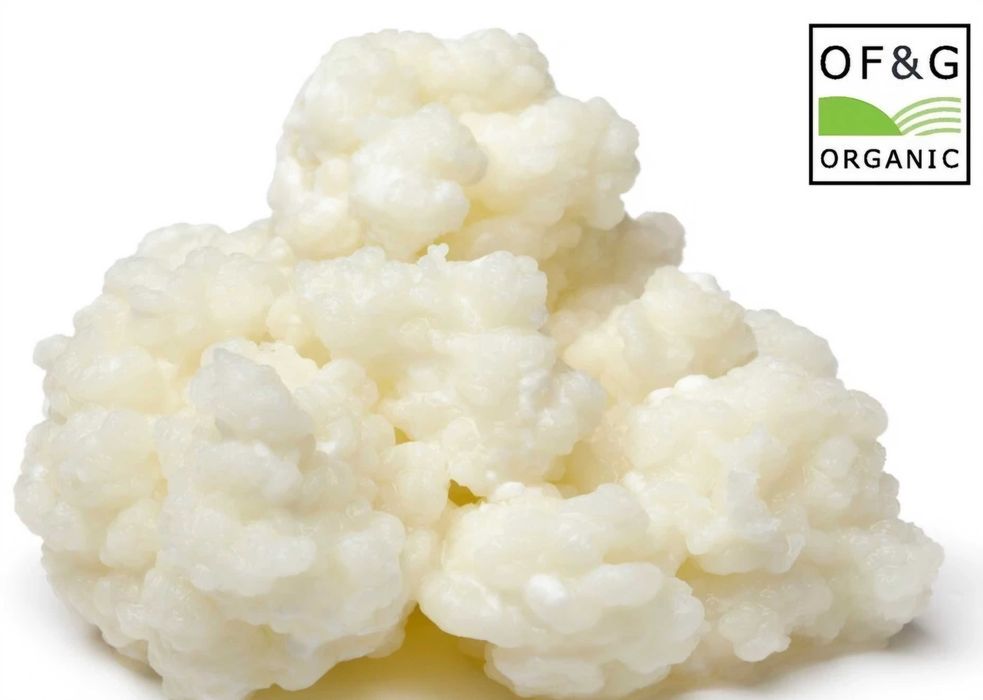 Kefir de lapte, culturi vii, active, crescute cu lapte Bio Artesana