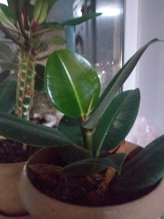 Домашний фикус цветы.