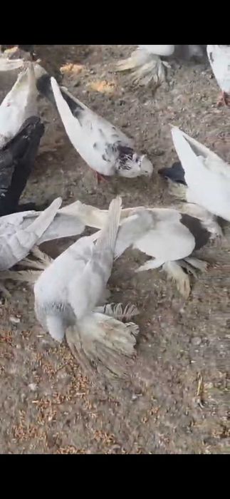 Продам голубей дешево