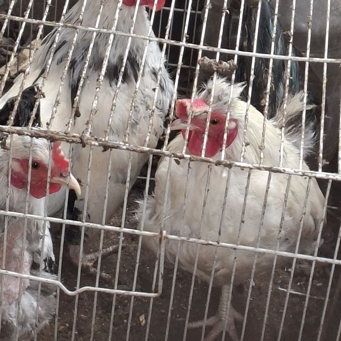 Продам карликовых петушков и курочек!