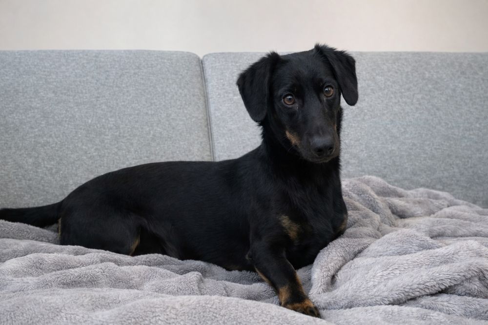 Такса, кобель. 1 год.