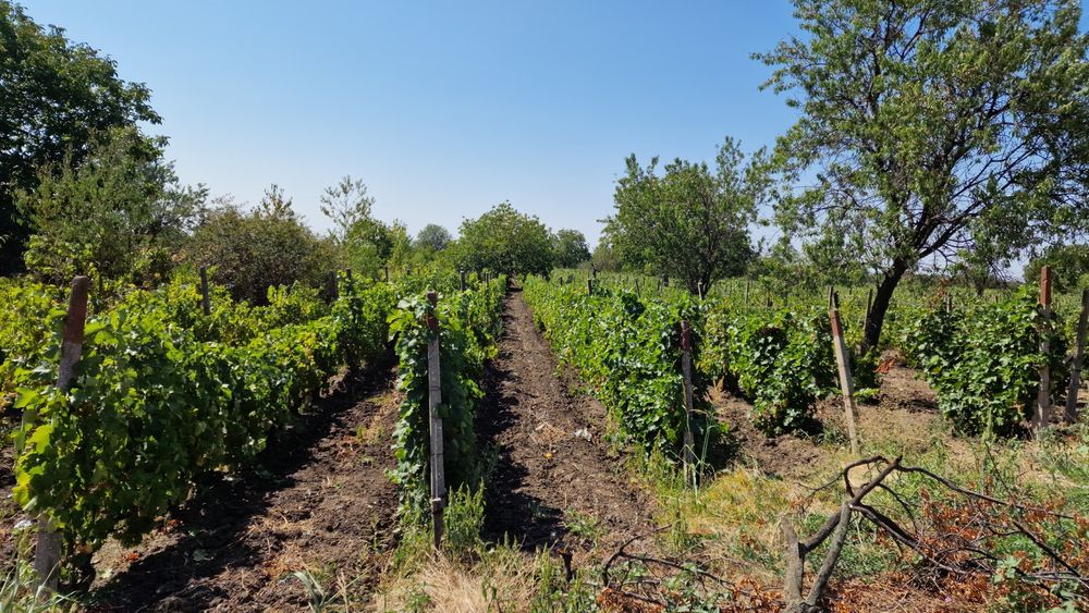 Teren 3873 mp intravilan, Valea Calugareasca