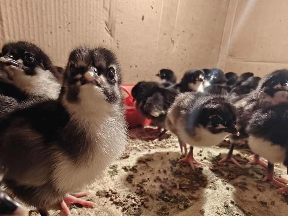 Черный австралорп балапаны