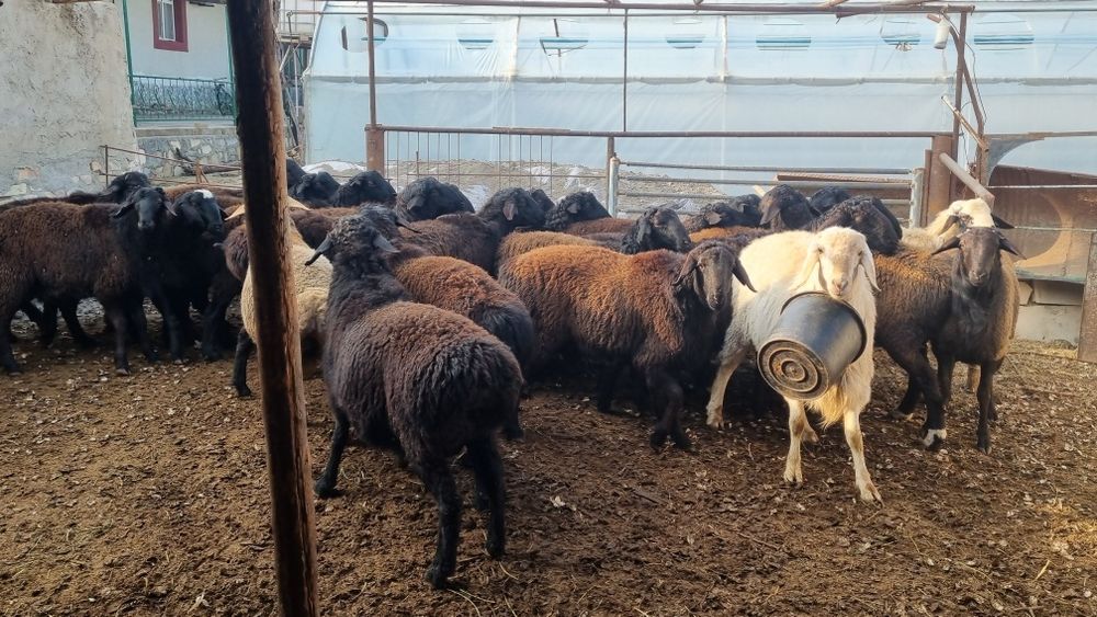 Кучкорлар сотилади .