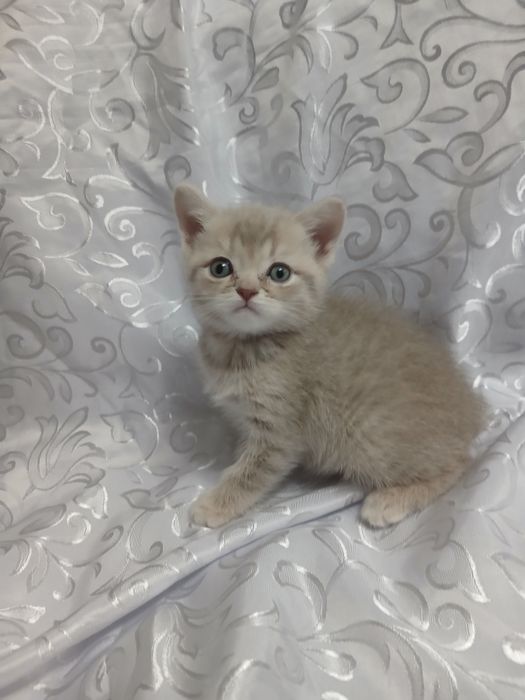 Породистые котята