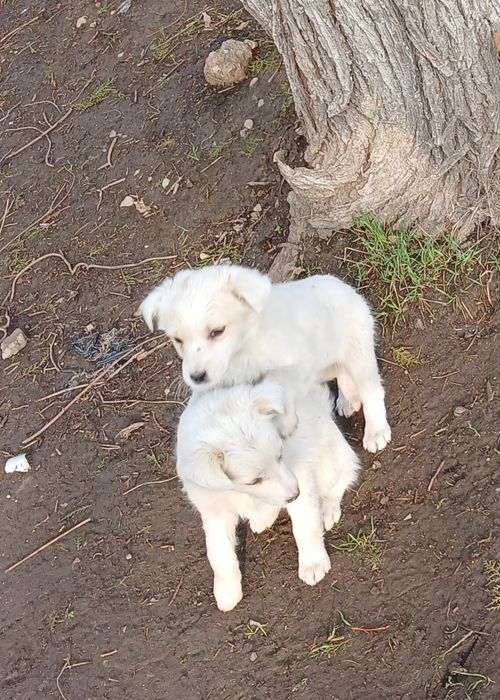 Отдам щенков бесплатно