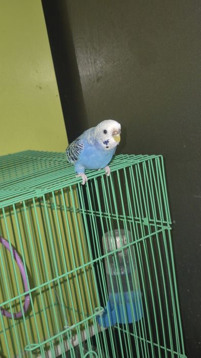 Волнистый папугай