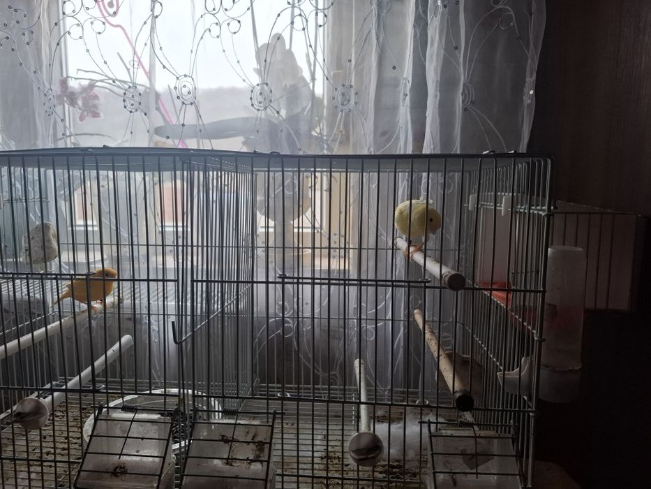 Canari pereche de vânzare