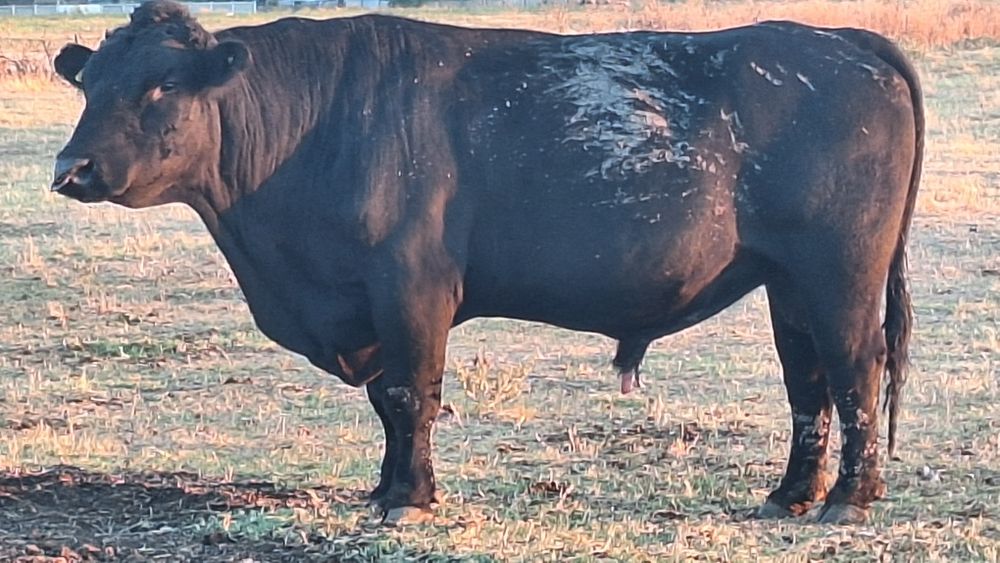 Vand taur angus cu acte