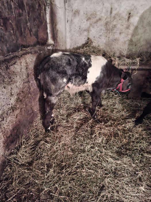 Vand o vitea baltata .si un tauras belgin