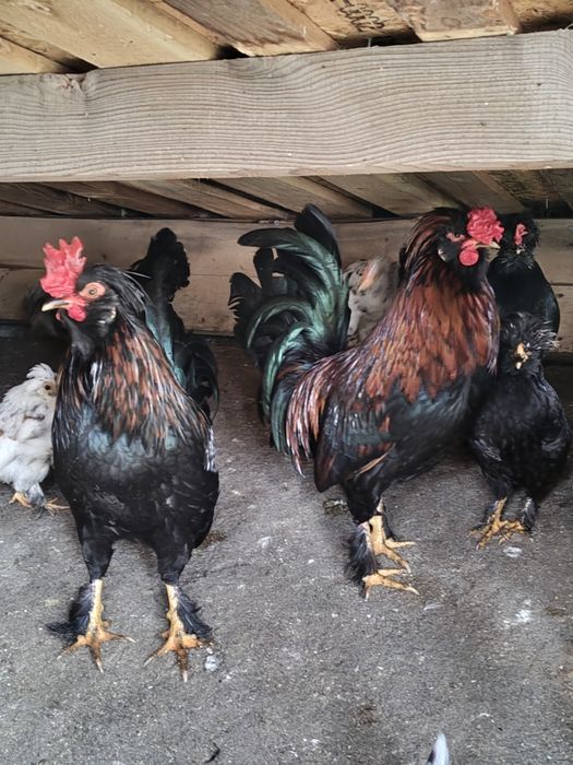 Яйца от струмски бантам и петли