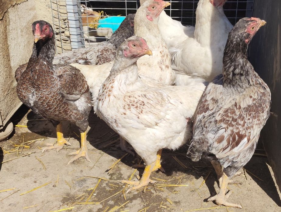 Ouă Araucana si Combatant Indian,talie mare de incubat