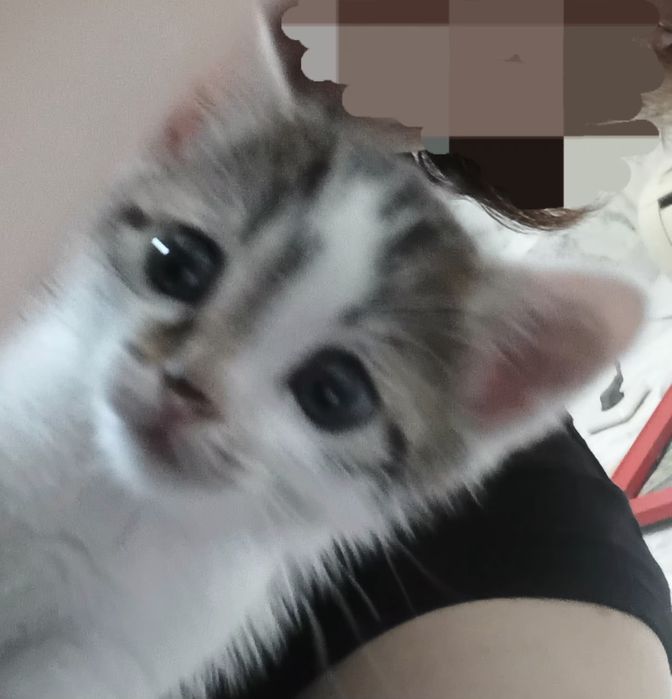 породистые котята