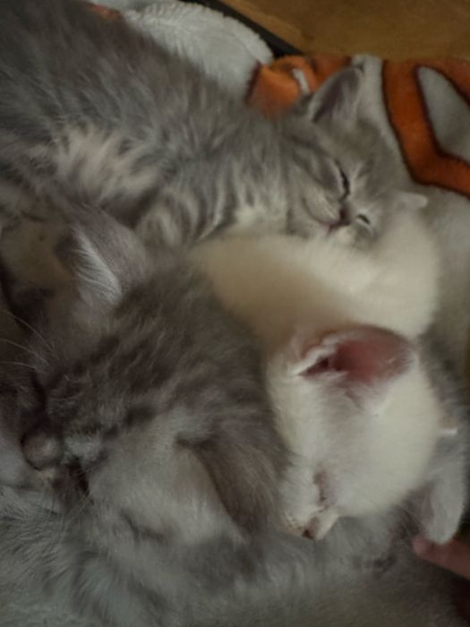 Вислоухие котята продам