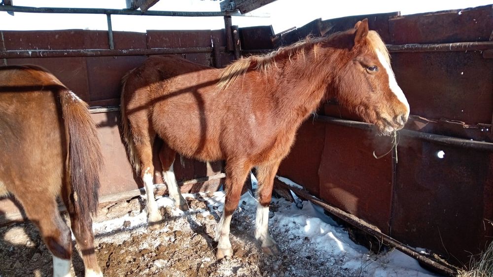 Продам жеребых кобыл