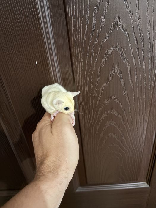 Veverita zburatoare/sugar glider/femela