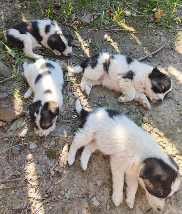 Cățeluși pentru adopție