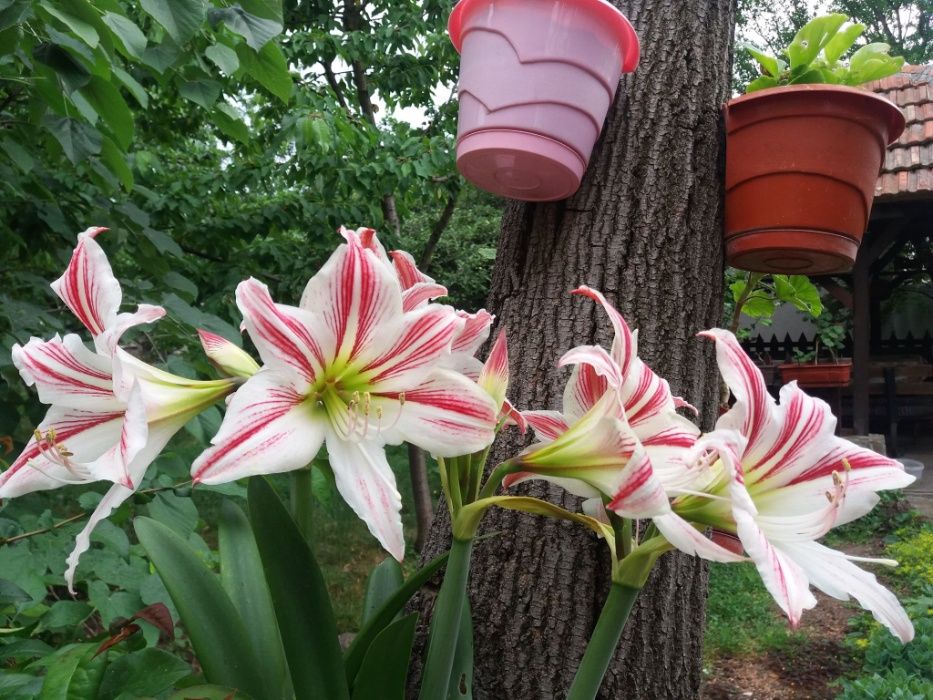 Продава се Къща в Горна Оряховица - 220 кв.м за 441 €/кв.м - Снимка #17