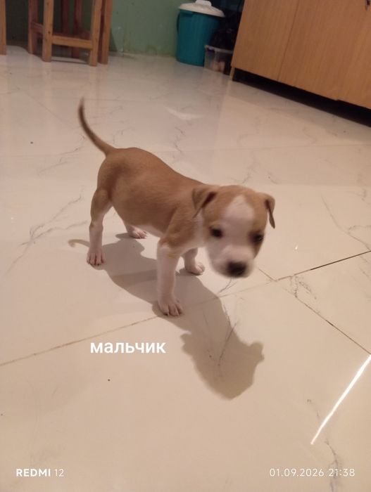 Продам щенят  порода стафорд