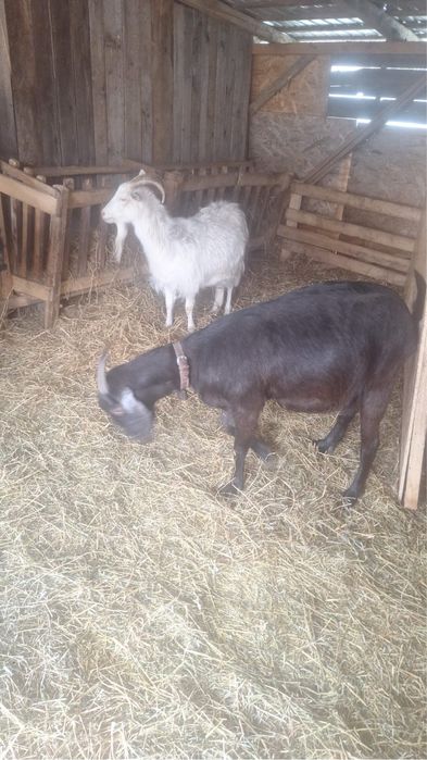 Vand sau schimb capre