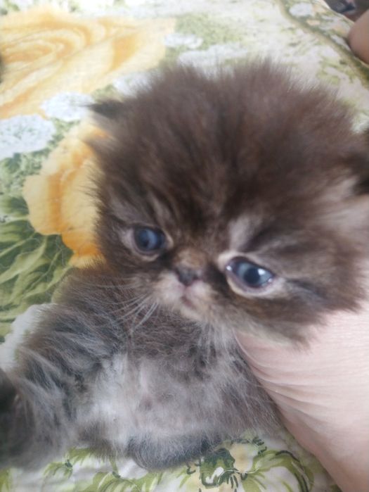 Продам персидского котёнка