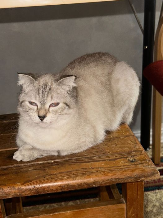 Шотландская скотиш фолд