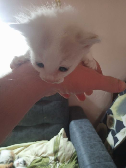 Отдадим в добрые руки котят.