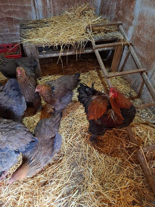 Яица за люпене от Брама,Кохен и Орпингтон