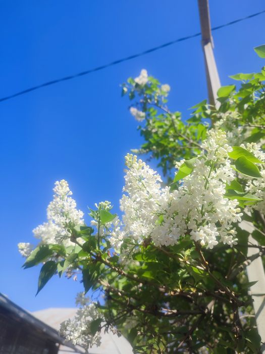 Сирень особо душистая