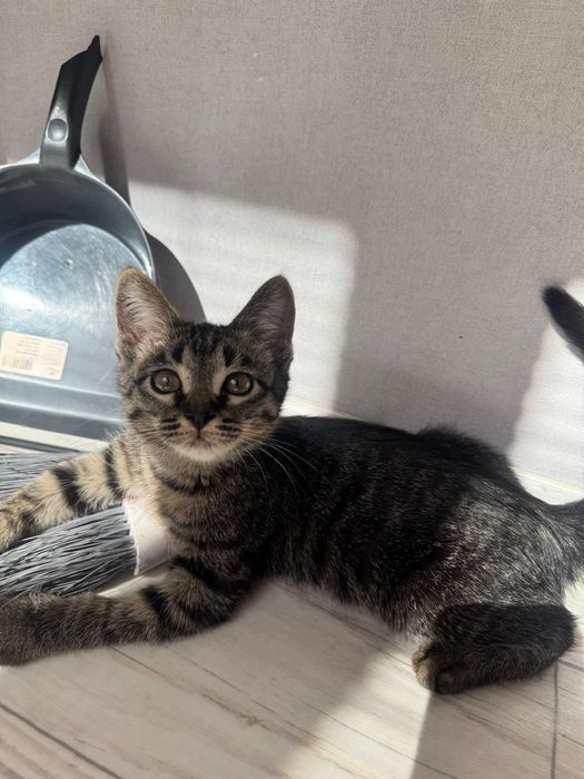 Котёнок мальчик в добрые руки