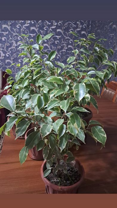 Продажа цветы Мырзакент.