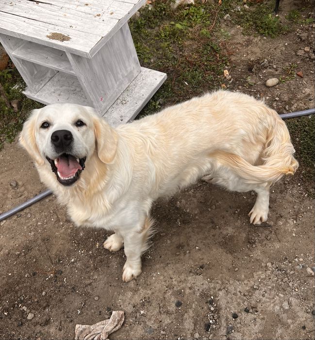 Golden Retriever – Femelă Crem