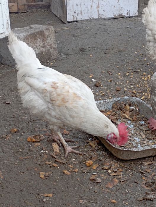 Продам петушка молодого Лингор