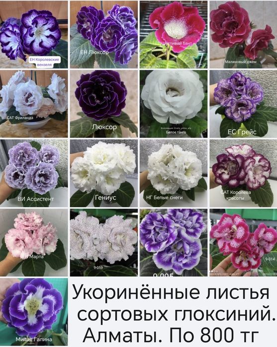 Глоксинии. Укоренённые листья.