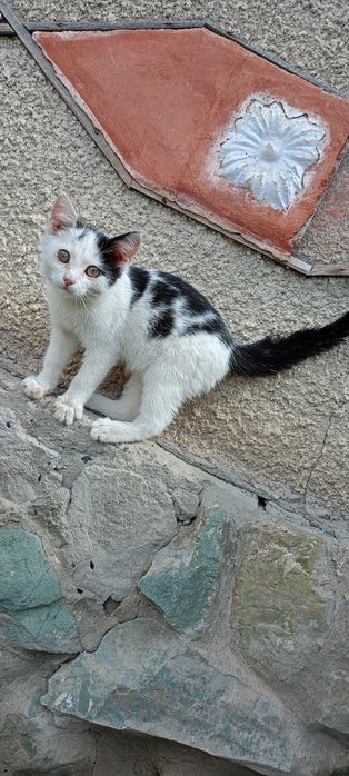 Котята: котик и  2 кошечки