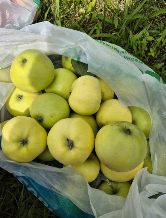 Продам крупные яблоки домашние дачные.