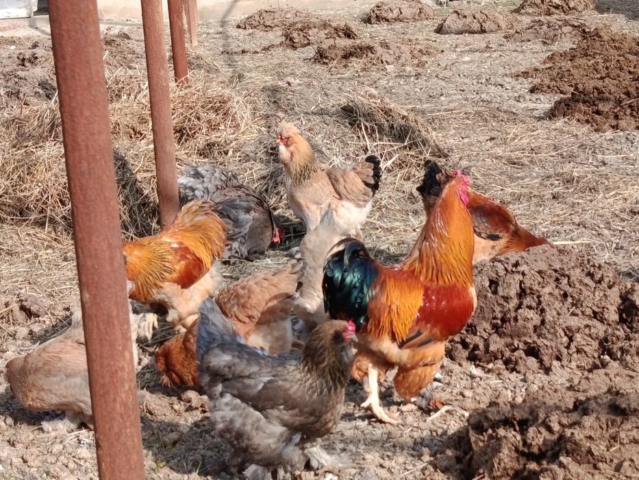 Брама хурозлари ва товуклари сотилади